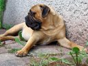 Photo: Bullmastiff (Dog standard)