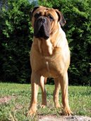 Photos: Bullmastiff (Dog standard) (pictures, images)