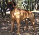 Photos: Bullmastiff (Dog standard) (pictures, images)