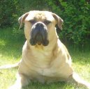 Photos: Bullmastiff (Dog standard) (pictures, images)