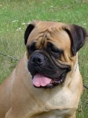 Photos: Bullmastiff (Dog standard) (pictures, images)