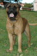 Photos: Bullmastiff (Dog standard) (pictures, images)