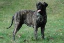 Photos: Bullmastiff (Dog standard) (pictures, images)