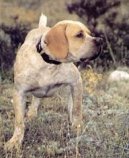 Photo: Burgos pointing dog (Dog standard) (Dog standard)