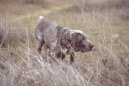 Photo: Burgos pointing dog (Dog standard) (Dog standard)