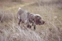 Photos: Burgos pointing dog (Dog standard) (Dog standard) (pictures, images)