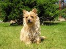 Photos: Cairn terrier (Dog standard) (pictures, images)
