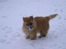 Photos: Cairn terrier (Dog standard) (pictures, images)