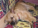 Photos: Cairn terrier (Dog standard) (pictures, images)