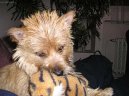 Photos: Cairn terrier (Dog standard) (pictures, images)