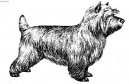 Photos: Cairn terrier (Dog standard) (pictures, images)