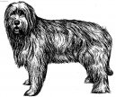 Photo: Catalonian sheepdog (Dog standard)