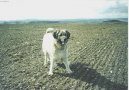 Photos: Caucasian shepherd (Dog standard) (pictures, images)