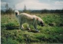 Photos: Caucasian shepherd (Dog standard) (pictures, images)