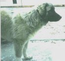 Photos: Caucasian shepherd (Dog standard) (pictures, images)