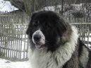 Photo: Caucasian shepherd (Dog standard)