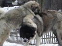 Photos: Caucasian shepherd (Dog standard) (pictures, images)