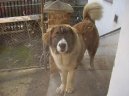 Photo: Caucasian shepherd (Dog standard)