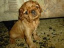 Photos: Cavalier king charles spaniel (Dog standard) (pictures, images)