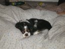 Photos: Cavalier king charles spaniel (Dog standard) (pictures, images)