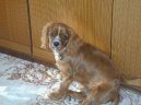 Photos: Cavalier king charles spaniel (Dog standard) (pictures, images)