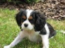 Photos: Cavalier king charles spaniel (Dog standard) (pictures, images)