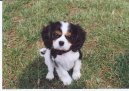 Photos: Cavalier king charles spaniel (Dog standard) (pictures, images)