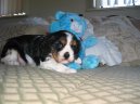 Photos: Cavalier king charles spaniel (Dog standard) (pictures, images)