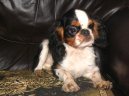 Photos: Cavalier king charles spaniel (Dog standard) (pictures, images)