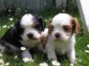 Photos: Cavalier king charles spaniel (Dog standard) (pictures, images)