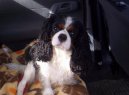 Photos: Cavalier king charles spaniel (Dog standard) (pictures, images)