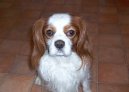 Photos: Cavalier king charles spaniel (Dog standard) (pictures, images)