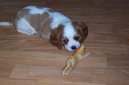 Photos: Cavalier king charles spaniel (Dog standard) (pictures, images)