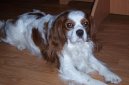 Photos: Cavalier king charles spaniel (Dog standard) (pictures, images)