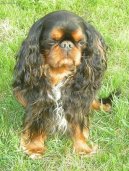 Photos: Cavalier king charles spaniel (Dog standard) (pictures, images)