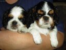 Photos: Cavalier king charles spaniel (Dog standard) (pictures, images)