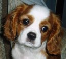 Photos: Cavalier king charles spaniel (Dog standard) (pictures, images)