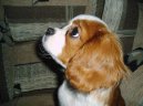 Photos: Cavalier king charles spaniel (Dog standard) (pictures, images)