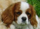 Photos: Cavalier king charles spaniel (Dog standard) (pictures, images)