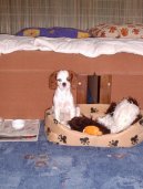 Photos: Cavalier king charles spaniel (Dog standard) (pictures, images)