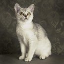 Photos: Celtic shorthair (cat) (pictures, images)