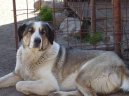 Photos: Central asia shepherd dog (Dog standard) (pictures, images)