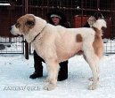 Photos: Central asia shepherd dog (Dog standard) (pictures, images)