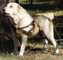 Photos: Central asia shepherd dog (Dog standard) (pictures, images)