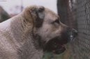 Photos: Central asia shepherd dog (Dog standard) (pictures, images)