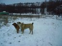 Photos: Central asia shepherd dog (Dog standard) (pictures, images)