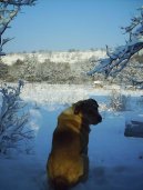 Photos: Central asia shepherd dog (Dog standard) (pictures, images)