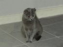 Photo: Chartreux (cat)