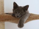 Photo: Chartreux (cat)