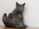 Photo: Chartreux (cat)